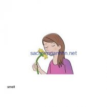 Our Discovery Island 6 Flashcard